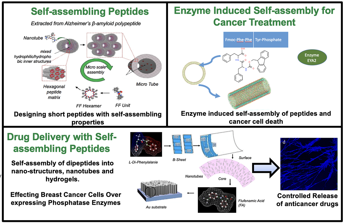 Poster showing self-assembling peptides, enzyme induced self-assembly for cancer treatment, drug delivery with self-assembling peptides